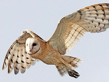 Eine Schleiereule im Flug.