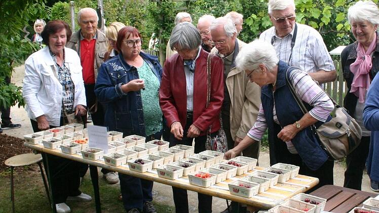 Wie reichhaltig die Palette an heimische Kirschsorten wurde im Rahmen des "Tags der offenen Gartent&uuml;r" im Obstlehrgarten des Landkreises Coburg anhand von 50 Kirschsorten dokumentiert. Gern nahmen die Besucher die Einladung zum Naschen an.