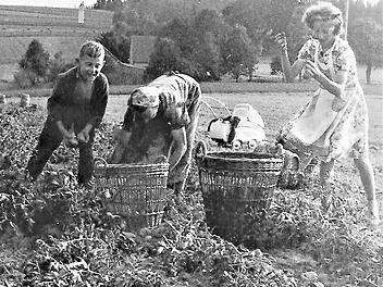 Die Kartoffelernte im Frankenwald war ein durchaus mühevolles, aber freudiges Ereignis. Mit im Bild der Kinderwagen  Repros: Gerd Fleischmann