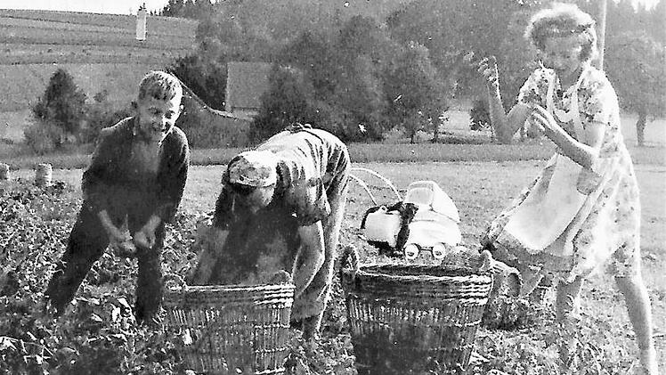 Die Kartoffelernte im Frankenwald war ein durchaus mühevolles, aber freudiges Ereignis. Mit im Bild der Kinderwagen  Repros: Gerd Fleischmann