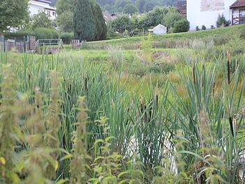 Der ehemalige Weiher in Waldfenster soll seit langem umgestaltet werden. Allerdings gibt es hierbei einige Hürden. Foto: Johannes Schlereth