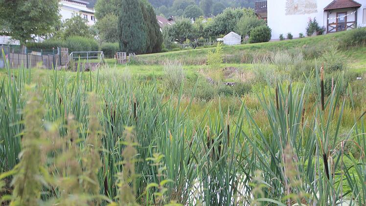 Der ehemalige Weiher in Waldfenster soll seit langem umgestaltet werden. Allerdings gibt es hierbei einige Hürden. Foto: Johannes Schlereth