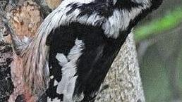 Ein Specht im Steigerwald-Zentrum Foto: Stefan Thierfelder