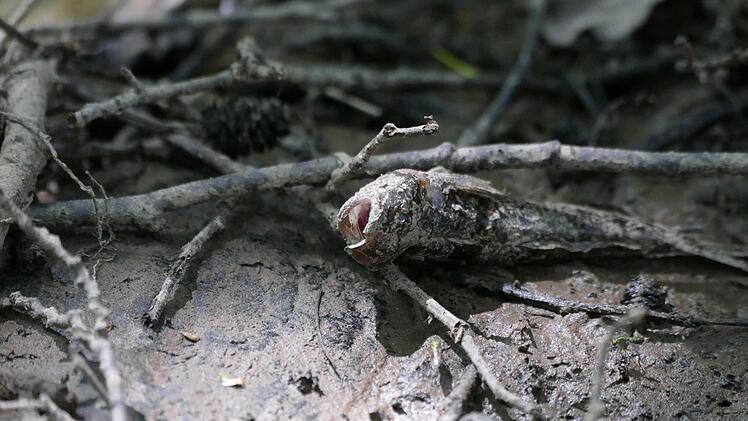 Der Buchbach ist an dieser Stelle fast ausgetrocknet. Das Ökosystem leidet darunter. Foto: Cordula Kelle-Dingel