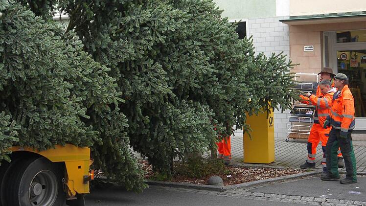 Aufstellung des Neustadter Weihnachtsbaumes Foto: Berthold Köhler