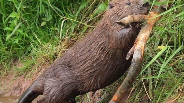 Der Biber - ein mehr oder weniger geschätzter "Baumeister" am Wasser Foto: privat