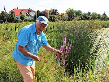 Hans Krautblatter zeigt Blutweiderich (lila im Vordergrund), der früher zum Blutstillen verwendet wurde. Dahinter finden sich Teichbinsen und der breitblättrige Rohrkolben.   Foto: Evi Seeger