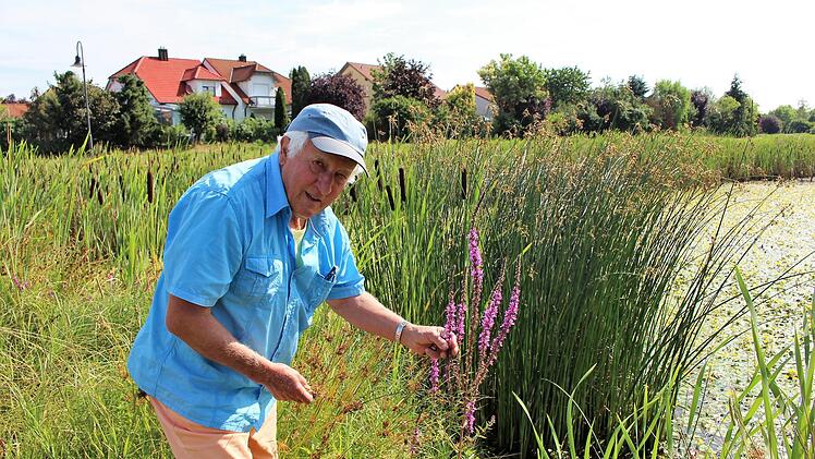 Hans Krautblatter zeigt Blutweiderich (lila im Vordergrund), der früher zum Blutstillen verwendet wurde. Dahinter finden sich Teichbinsen und der breitblättrige Rohrkolben.   Foto: Evi Seeger