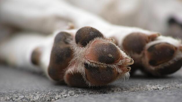 Toter Hund in Niedernberg