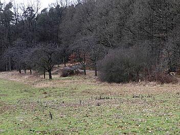 Auf dieser Fläche unterhalb des Weges auf der südlichen Hallerndorfer Kreuzbergseite sollen 147 Autoparkplätze entstehen.  Foto: Mathias Erlwein
