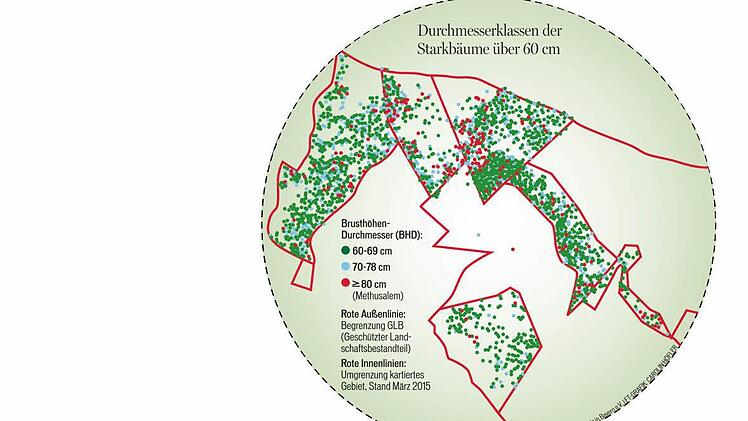Viele dicke Bäume im Hohen Buchenen Wald