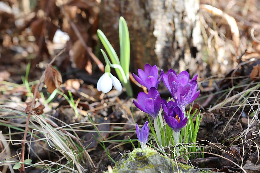 Frühling in Franken: Das Leben erwacht