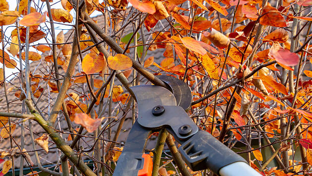 Rückschnitt im Herbst, Garten im Herbst