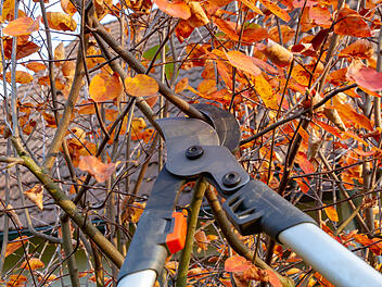 Rückschnitt im Herbst, Garten im Herbst