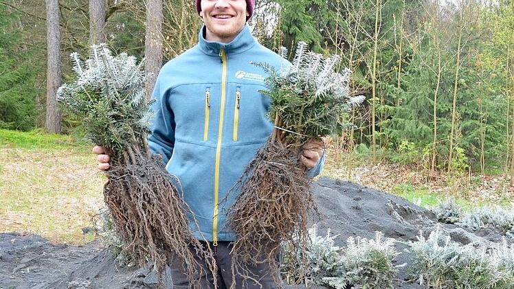 Förster Fabian Hecker zeigt die etwa drei Jahre alten Jungtannen, die zurzeit gepflanzt werden.