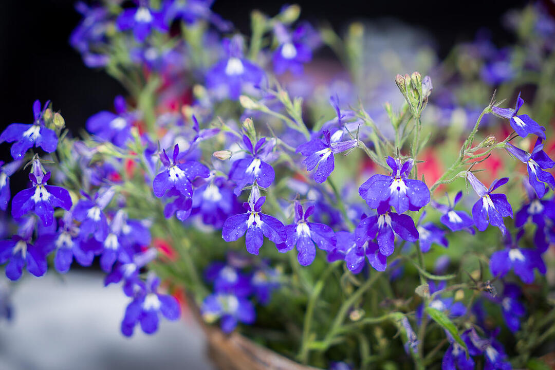 29.05.2015 Erlangen - Bergkirchweih Tag 9 Teil1