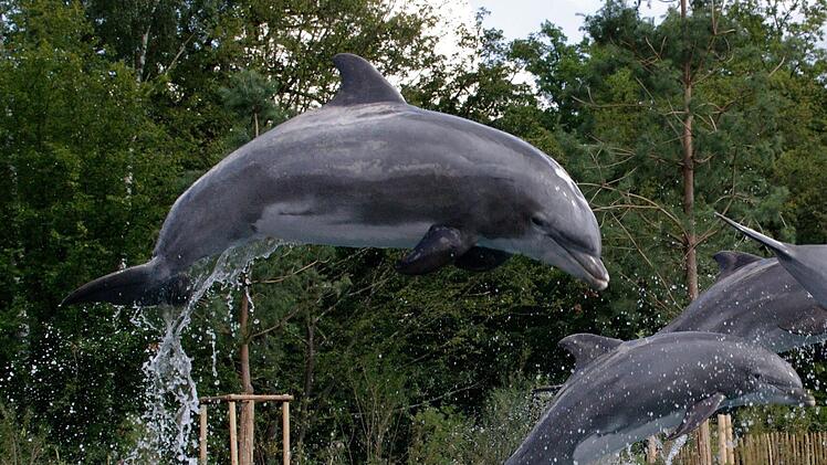 Delfin Moby (vorne) galt als einer der &auml;ltesten bekannten m&auml;nnlichen Gro&szlig;en T&uuml;mmler. Foto: Helmut M&auml;gdefrau/Tiergarten N&uuml;rnberg