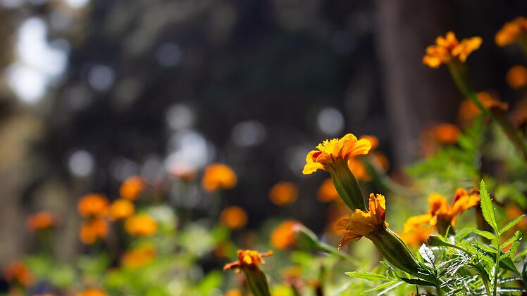 Bamberg: &bdquo;Aktiv mitdenken und mitgestalten&ldquo; - Monat der Nachhaltigkeit im Juni