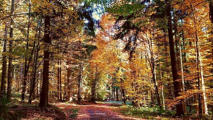 Dieses schöne Foto hat "ellmy83", Nutzerin unserer kostenlosen Fotoapp "inFrankenPix" zwischen Nordhalben und Tschirn aufgenommen.