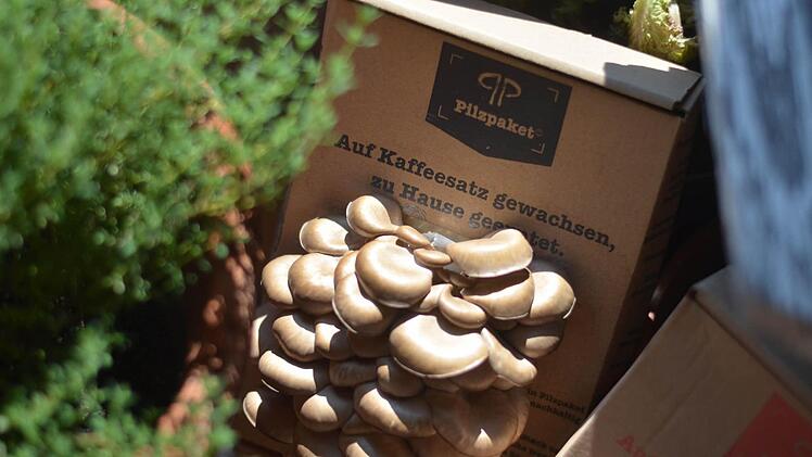 Pilzpaket auf Kräuterbank - Pilze finden leicht gemacht Foto: Nikolas Pelke