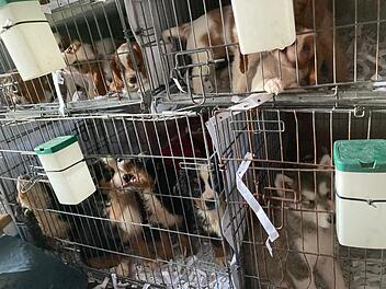 Tierheim Pfaffengrün: 72 Welpen aus Transport-Hölle befreit – Hunde mit furchtbaren "Wurmbäuchen"