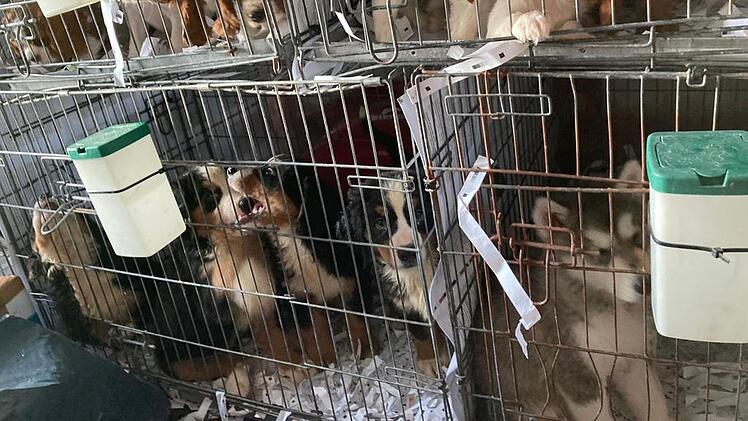 Tierheim Pfaffengrün: 72 Welpen aus Transport-Hölle befreit – Hunde mit furchtbaren "Wurmbäuchen"