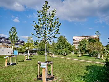 Bamberg: Klimaschutzprojekt erfolgreich umgesetzt