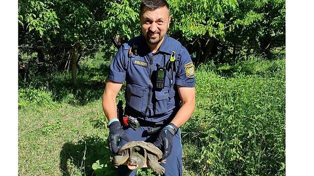 Besitzer von im Kreis W&uuml;rzburg gefundener Schnappschildkr&ouml;te gesucht