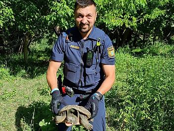 Besitzer von im Kreis W&uuml;rzburg gefundener Schnappschildkr&ouml;te gesucht