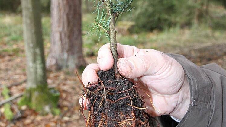Bis zu dieser Größe werden die Pflänzchen in Bindlach aufgezogen.
