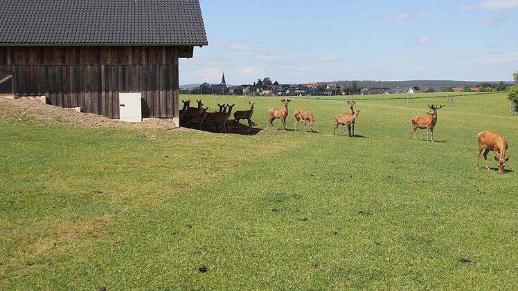 Die Hirsche suchen am Wildunterstand Schutz vor der Wärme.  Foto: Friedwald Schedel