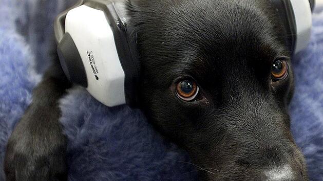 KINA - Flucht unters Sofa oder in Schr&auml;nke - Viele Tiere f&uuml;rchten Silvester