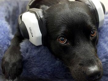 KINA - Flucht unters Sofa oder in Schr&auml;nke - Viele Tiere f&uuml;rchten Silvester