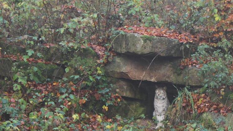 Der Luchs sitzt aufmerksam in seiner Höhle...