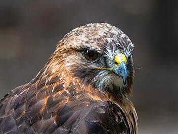 Kreis Haßberge: Gift in totem Greifvogel entdeckt - Hintergründe unklar