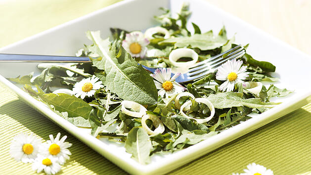 Bekannt aus dem Garten, l&auml;sst sich L&ouml;wenzahn auch zu einem leckeren Salat verarbeiten.