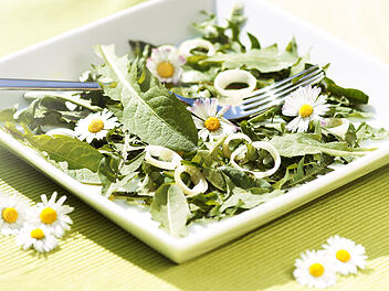Bekannt aus dem Garten, l&auml;sst sich L&ouml;wenzahn auch zu einem leckeren Salat verarbeiten.