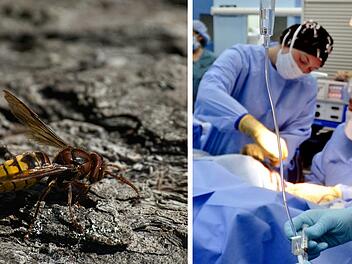 Junger N&uuml;rnberger (9) stirbt bei Italienurlaub an Hornissen-Biss - und hilft f&uuml;nf anderen Menschen