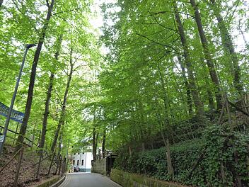 Forchheim: Sirenen in Kürze im Kellerwald zu hören - mehrere Stunden lang