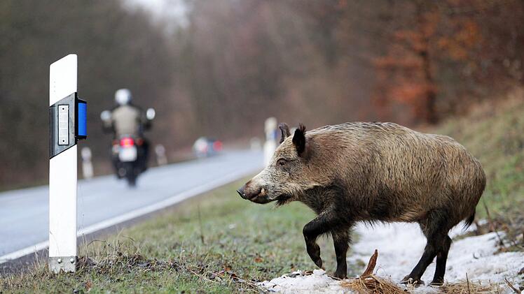 Bei der Kollision mit einem Wildschwein wurde am Montag ein Motorradfahrer in Unterfranken schwer verletzt. Symbolbild: Fredrik von Erichsen/dpa