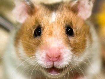 Ein Hamster Foto: Jens Schierenbeck dpa