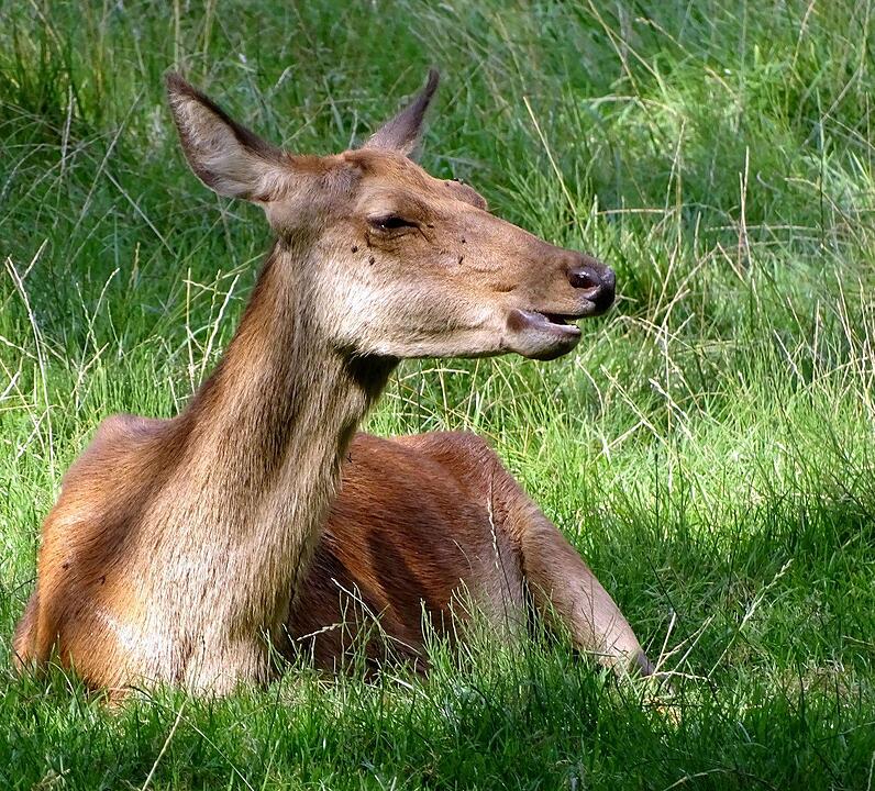 Ein Besuch im Wildtierpark Schloss Tambach. Danke an inFrankenPix-Nutzer herzolife!