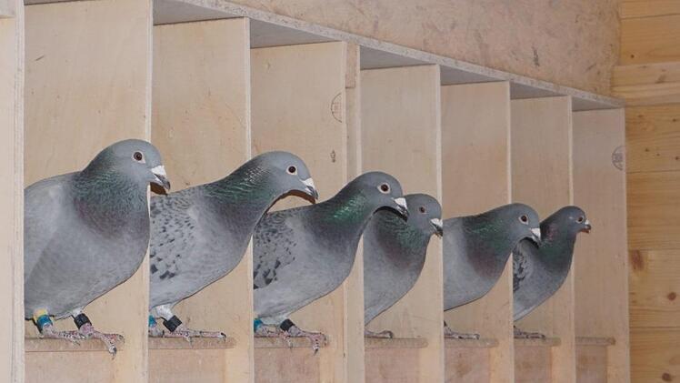 orbildlich sind die Brieftauben von Paul Wethmüller untergebracht. Fotos: Marion Eckert