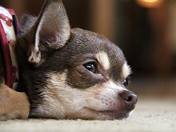 Chihuahua überfahren und einfach abgehauen: Unfallflucht im Kreis Aschaffenburg
