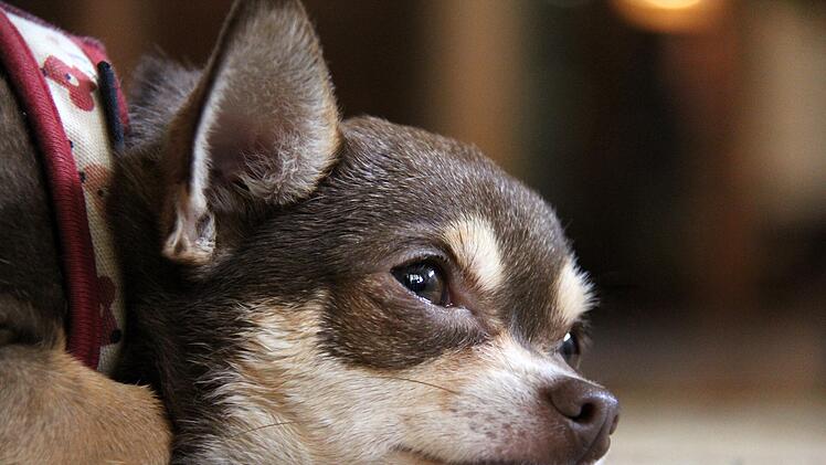 Chihuahua überfahren und einfach abgehauen: Unfallflucht im Kreis Aschaffenburg