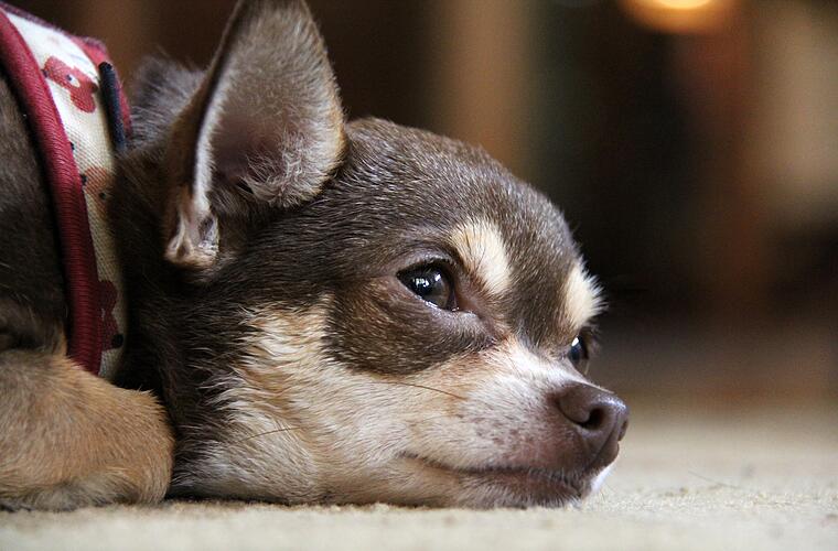 Kronach: Dreister Hunderaub: Chihuahua auf Trödelmarkt entwendet - Polizei fahndet nach Tätern