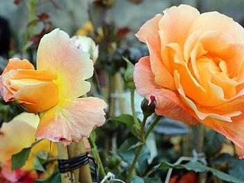 Die Festung wurde am Wochenende zu einem großen Garten. Viele Besucher folgten der Einladung.  Fotos: Matthias Hoch