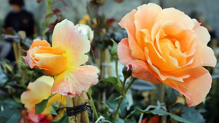 Die Festung wurde am Wochenende zu einem großen Garten. Viele Besucher folgten der Einladung.  Fotos: Matthias Hoch