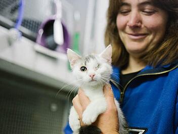 Katrin Meserth und ihre Kollegen haben den kleinen Kater Jockel aufgepeppelt. Sein linkes Auge aber war nicht zu retten.  Foto: Hendrik Steffens