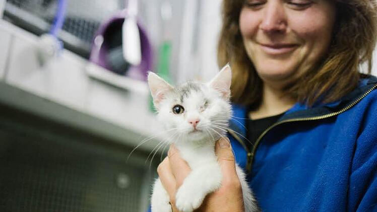 Katrin Meserth und ihre Kollegen haben den kleinen Kater Jockel aufgepeppelt. Sein linkes Auge aber war nicht zu retten.  Foto: Hendrik Steffens